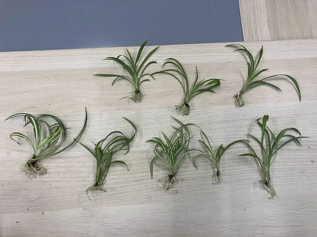 picture of several spider plants