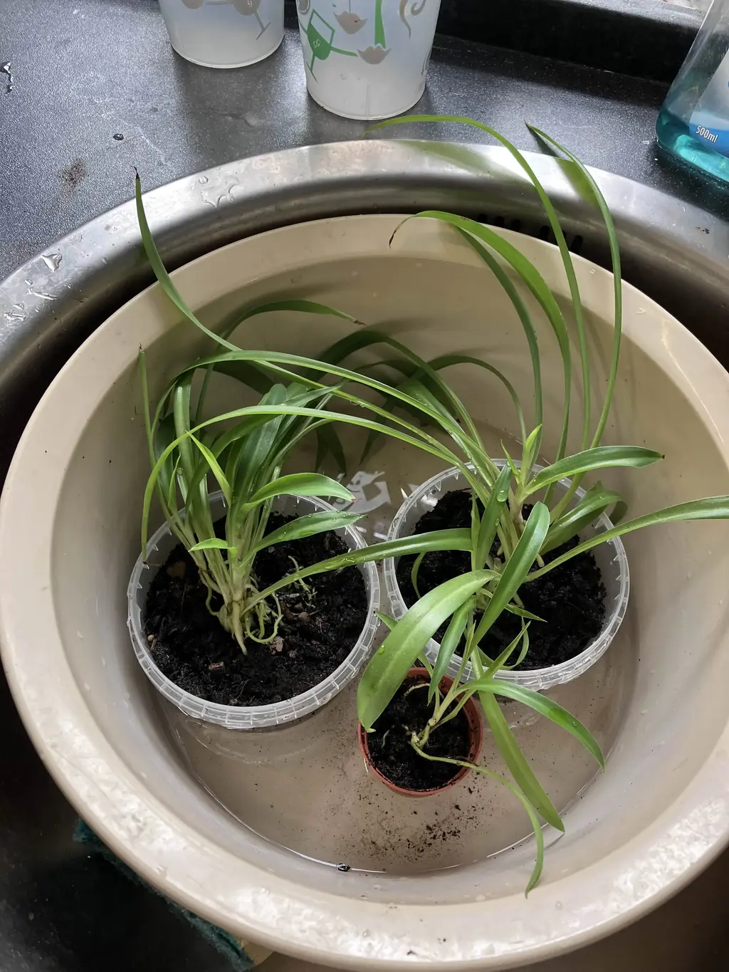 picture of several spider plants in a sink