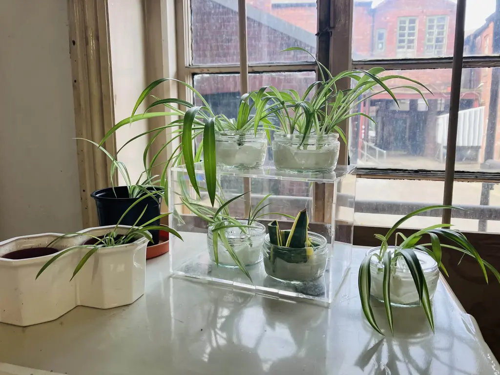 picture of several spider plants