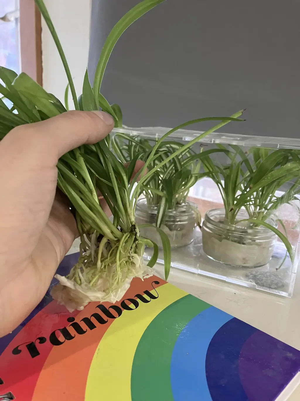 picture of several spider plants in pots