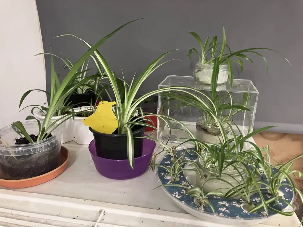 picture of several spider plants in pots